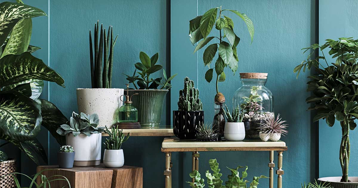 Potter med grønne planter - interiør