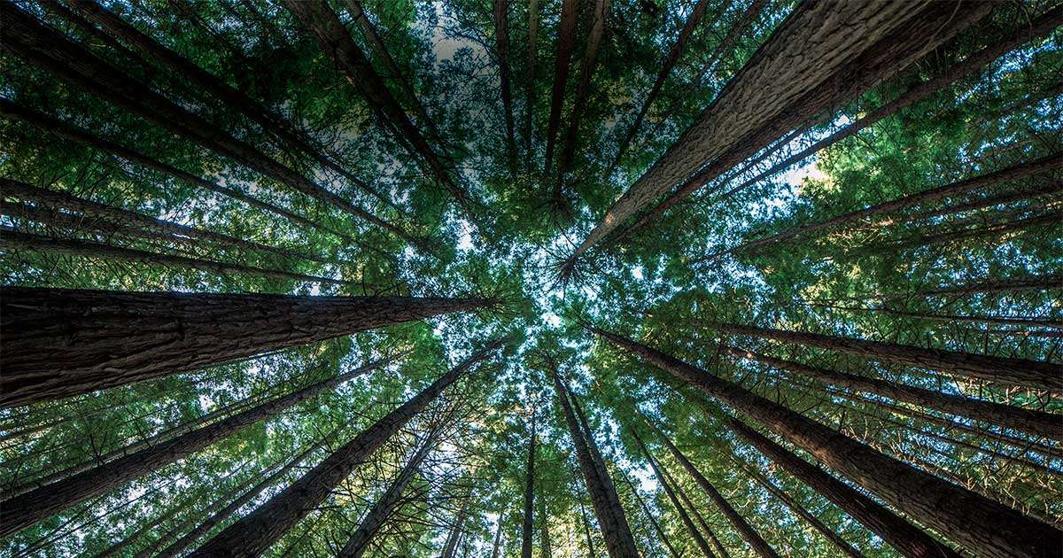 Trætoppe - illustration - Horten